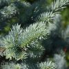 Avatar Blue Spruce #10 - Image 2